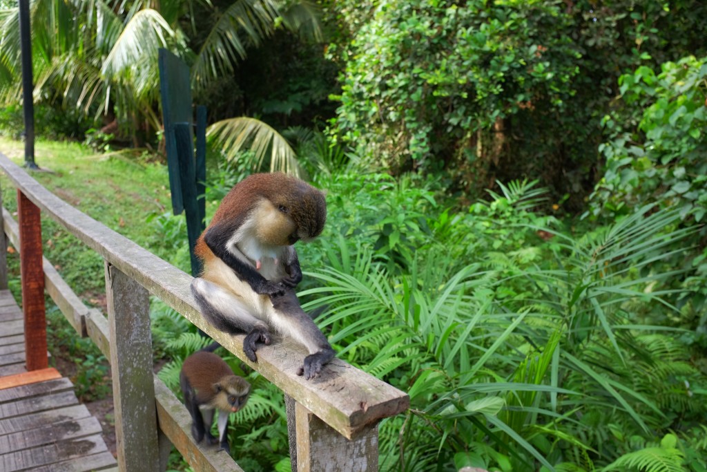 Mona Monkeys at the Lekki Conservation Centre