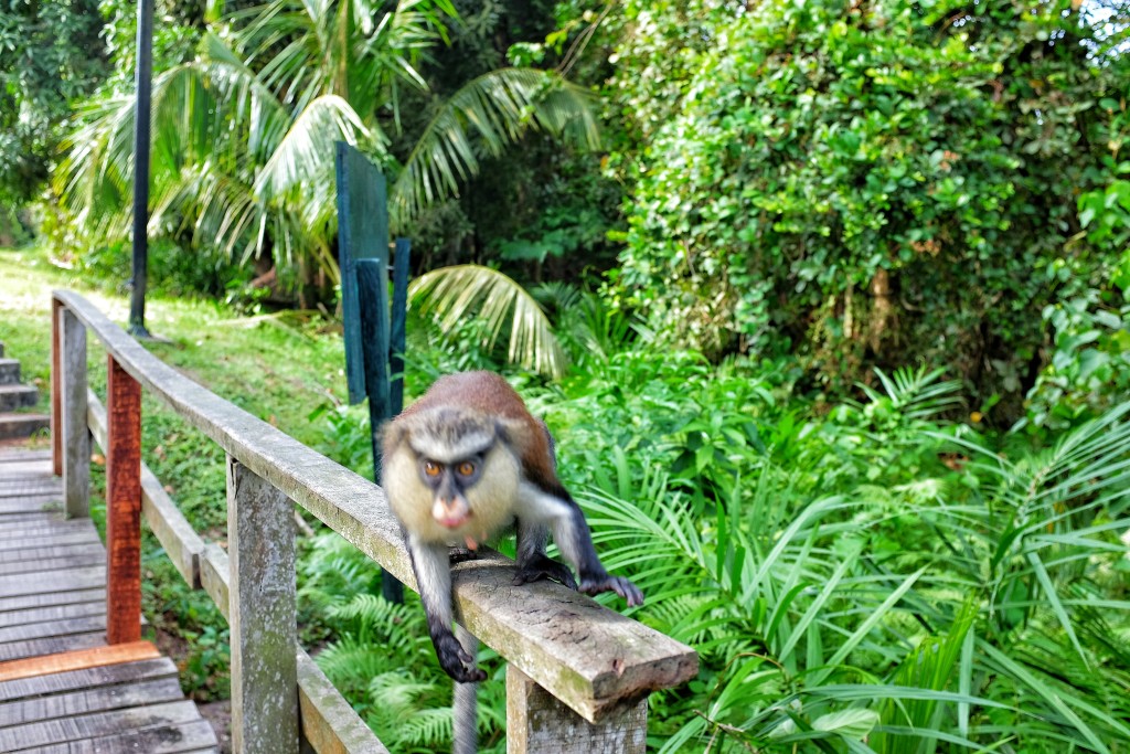 Mona Monkey, Lekki Conservation Centre