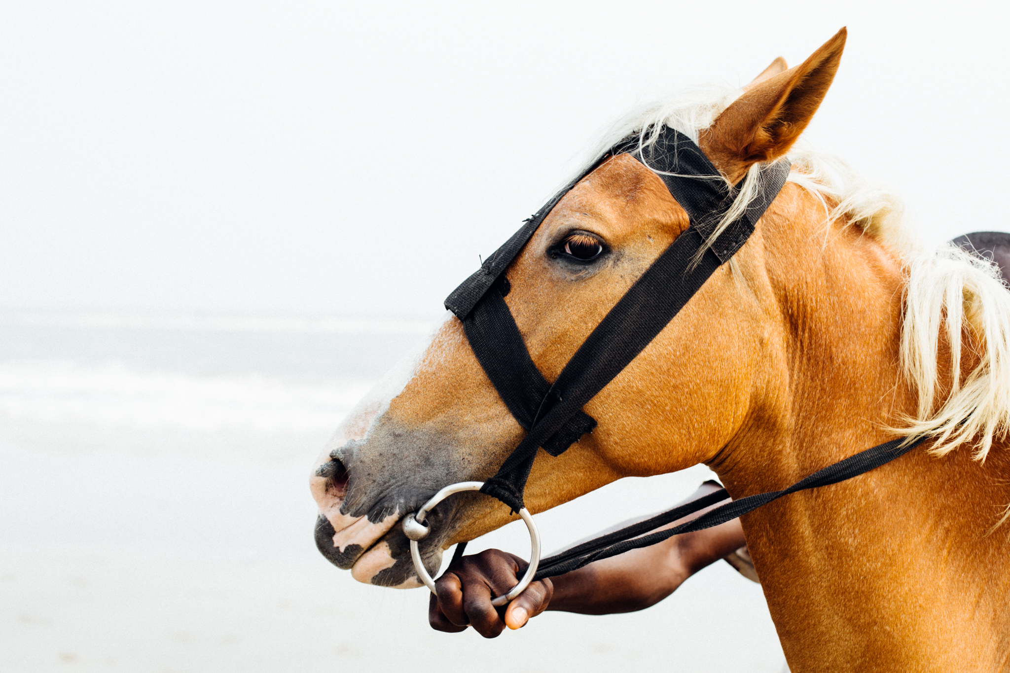 Horse, Ibeno Beach