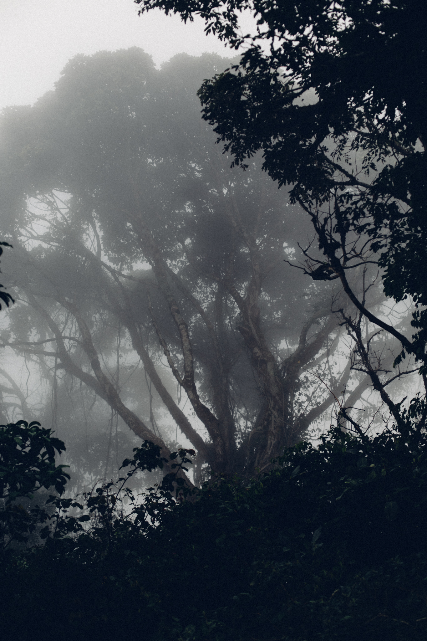 Foggy trees, Obudu