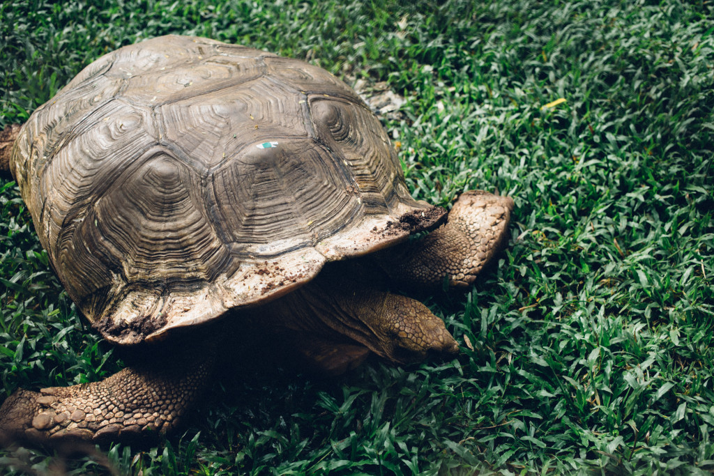 Tortoise, Zoo, Benin