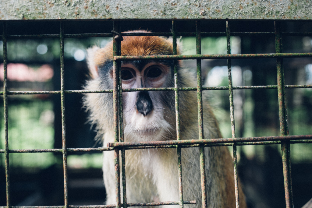 Monkey, Zoo, Benin