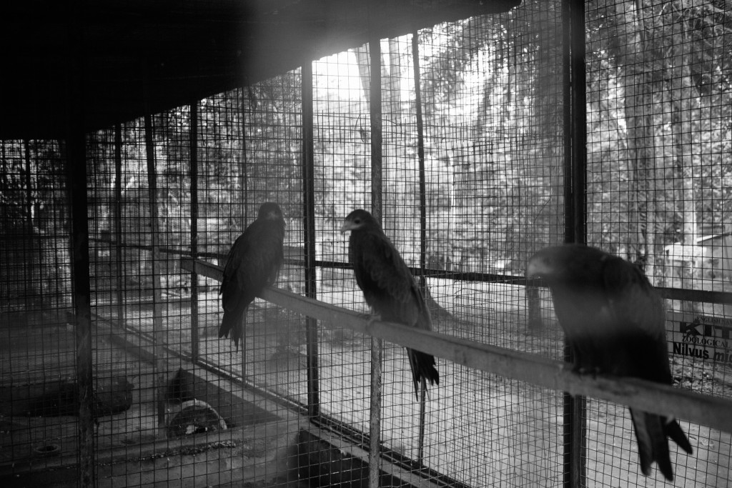 Birds, Zoo, Benin