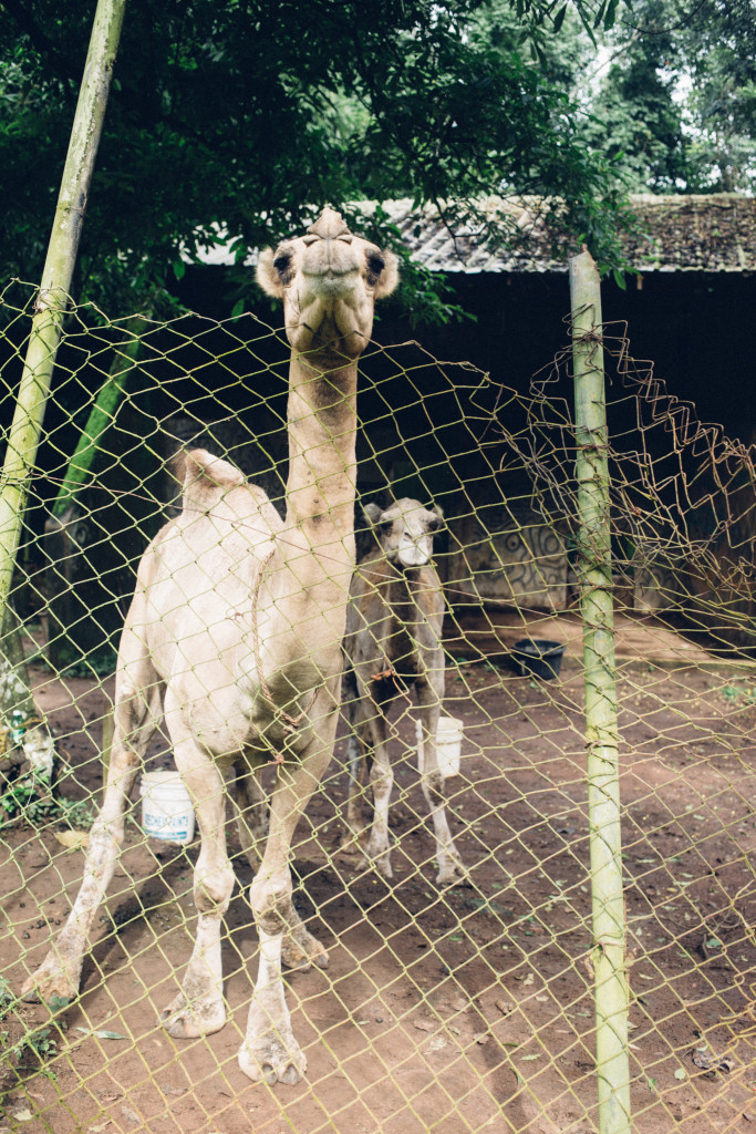 Camel, Zoo, Benin