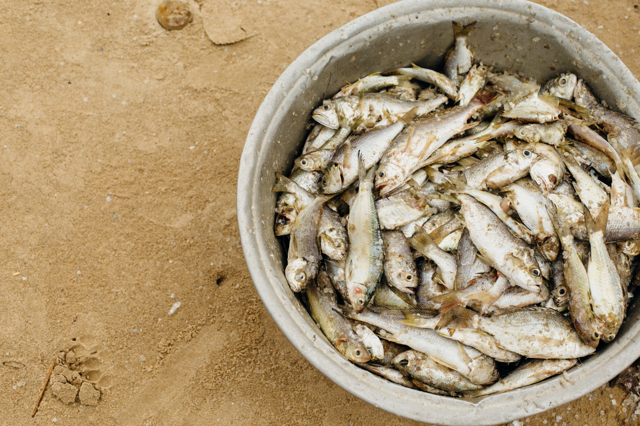 Fish in a bowl, Tarkwa bay