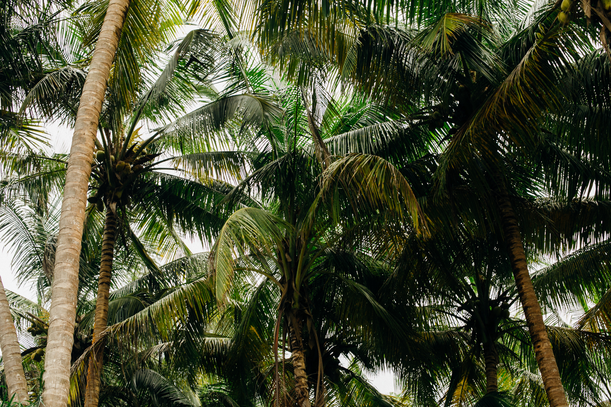 Coconut trees, Tarkwa bay, Lagos