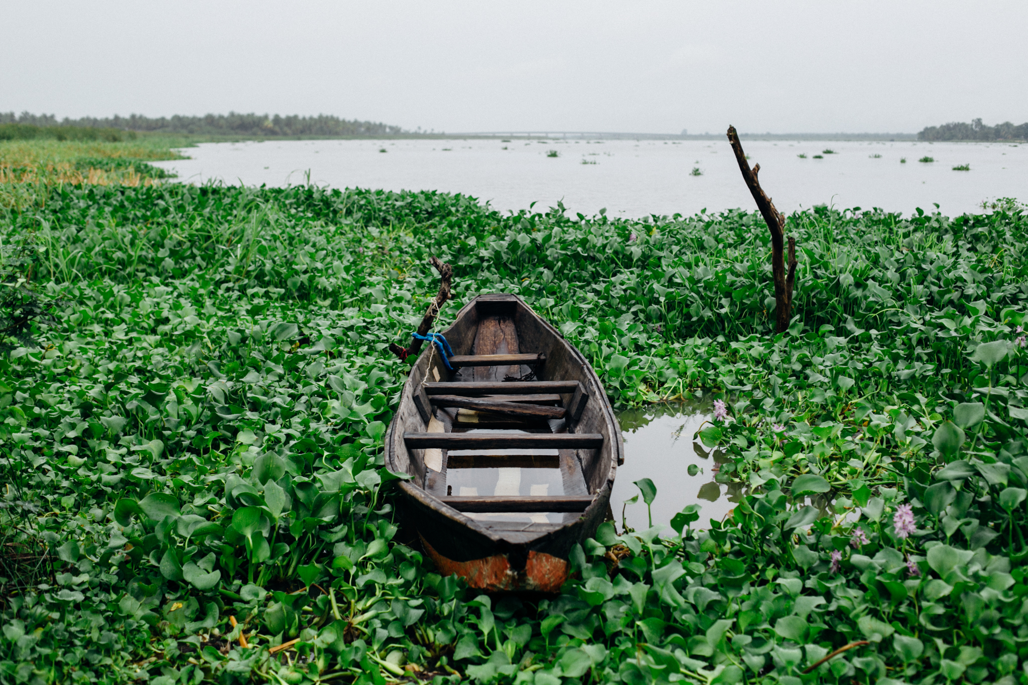 Canoe surrounded by water hyacinth, Badagry