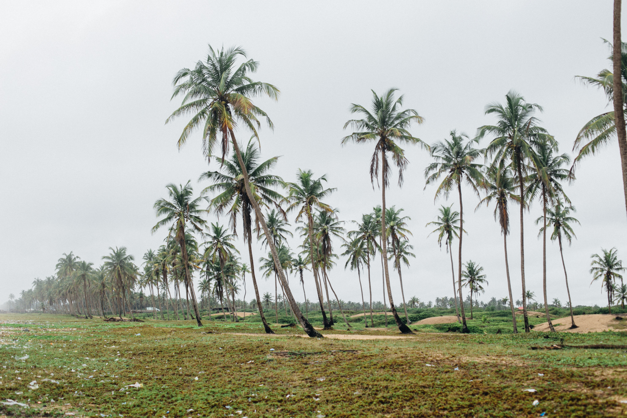 Coconut Trees, Badagry Beach