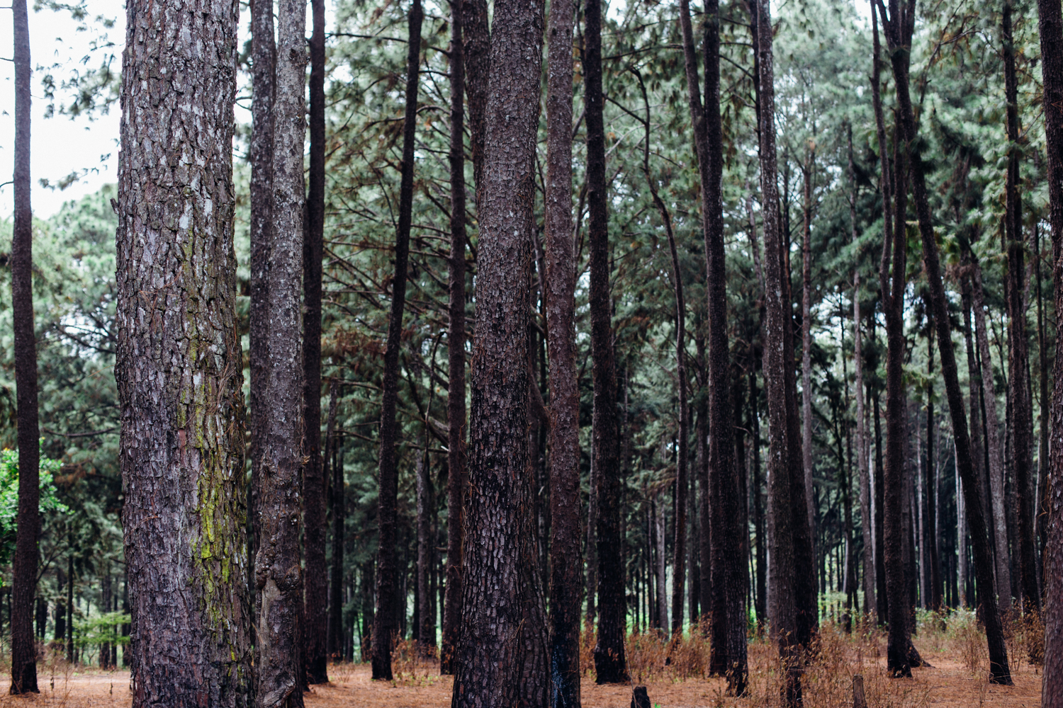 Ngwo Pine Forest, Enugu