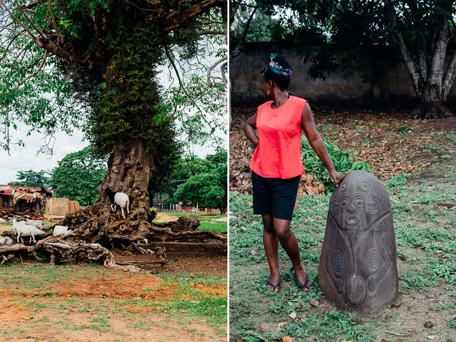 Allegedly the Oldest Tree in West Africa, Alok-Ikom