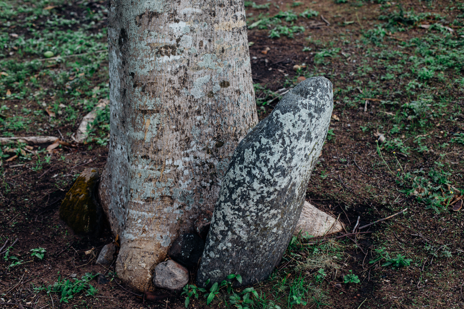 Ikom Stone Monolith being pushed by the stem of a tree
