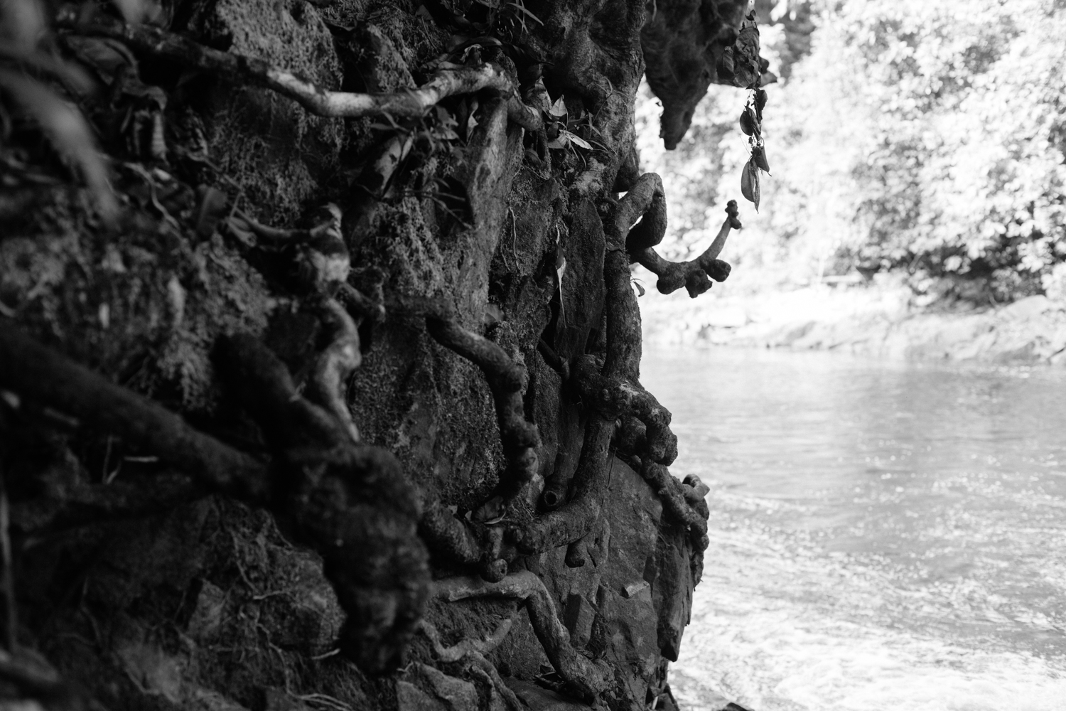 Roots used as rails, Kwa Falls